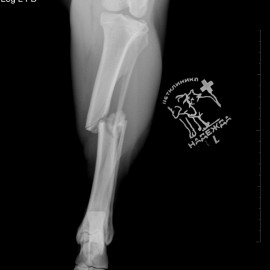 до операции