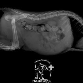 до операции