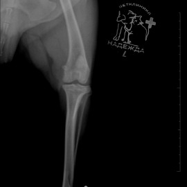 до операции