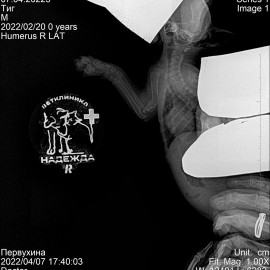 до операции