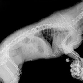 до операции