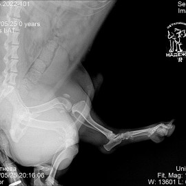 до операции