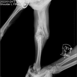 до операции