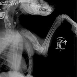 до операции